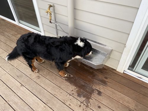 Customer photo review of Pet Rehydration Station XL
