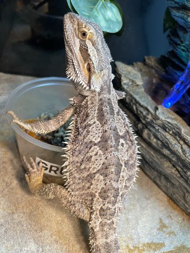 Customer photo review of GrubTerra Fresh Black Soldier Fly Larvae for Reptiles