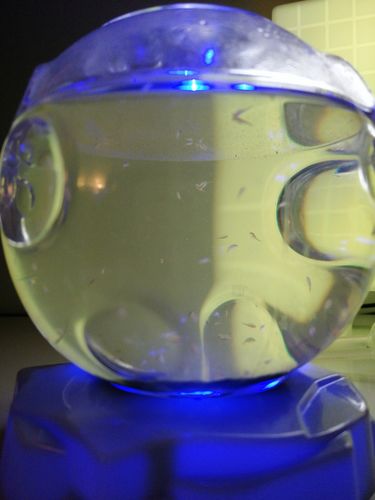 Customer photo review of Aqua Dragons Astro Pets Refill