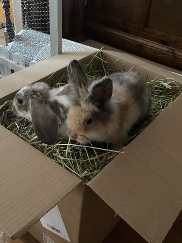 Customer photo review of Timothy Hay Box