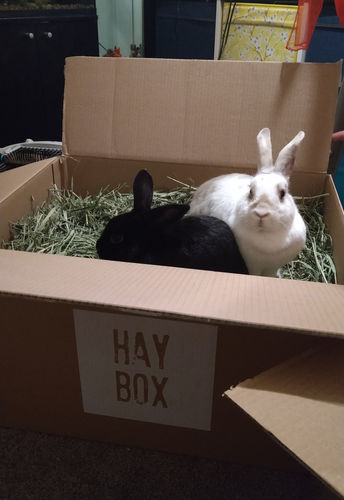 Customer photo review of 50/50 Hay Box