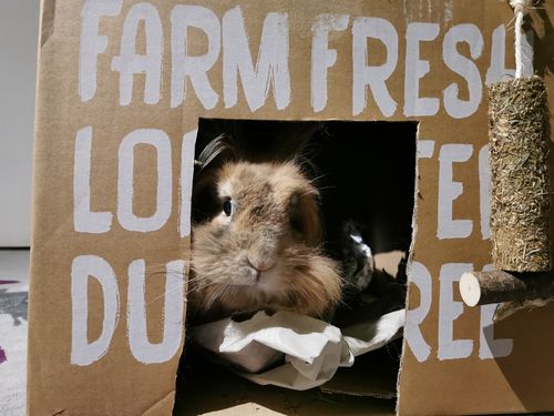 Customer photo review of Timothy Hay Box '1st Cut'
