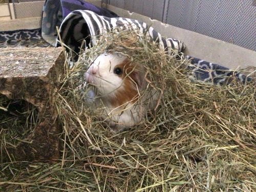 Customer photo review of Meadow Hay Box