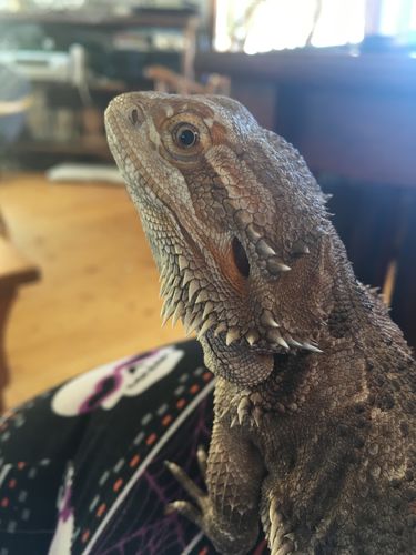 Customer photo review of GrubTerra Fresh Black Soldier Fly Larvae for Reptiles