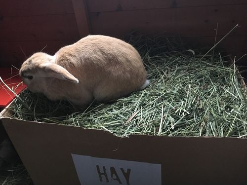Customer photo review of Timothy Hay Box