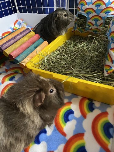 Customer photo review of Timothy Hay Box