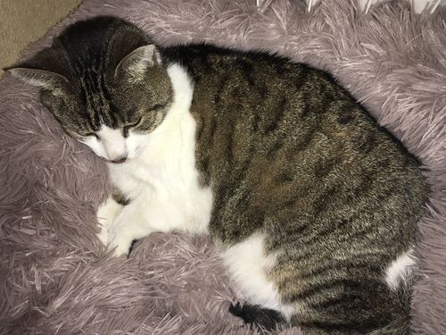 Customer photo review of FluffyBed™ - Gemütliches Haustierbett