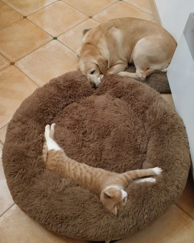 Customer photo review of Kuscheliges ergonomisches Hundebett "Wolke 7"