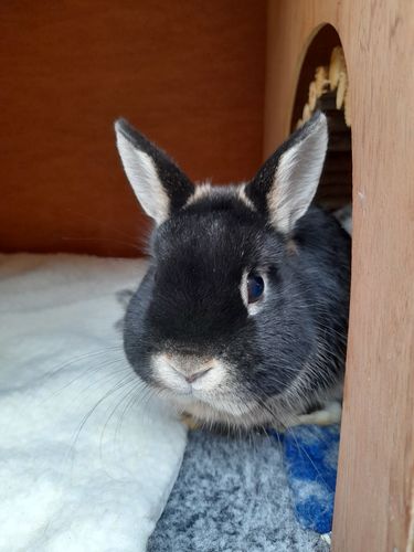 Customer photo review of Meadow Hay Box