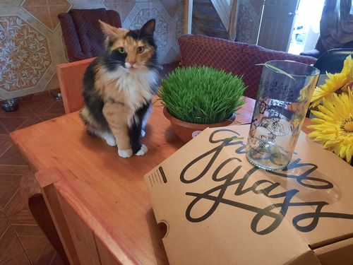 Customer photo review of Cat Lover Juego de 6 Vasos Gatunos 500ML