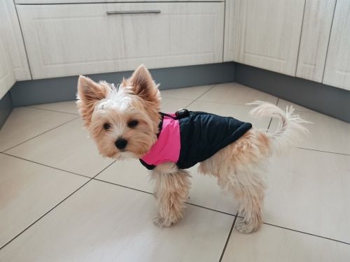 Customer photo review of Petyfy ™ Winter Jacket / Waterproof (Lifetime Warranty)