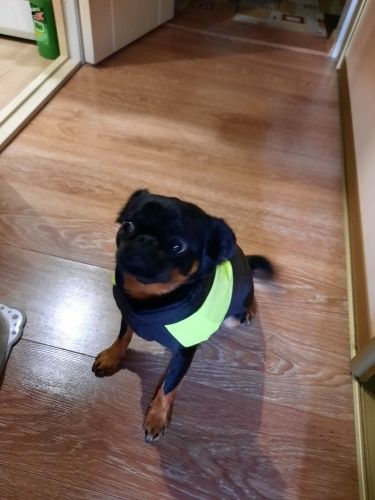 Customer photo review of Petyfy ™ Winter Jacket / Waterproof (Lifetime Warranty)