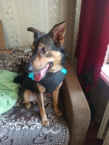 Customer photo review of Petyfy ™ Winter Jacket / Waterproof (Lifetime Warranty)