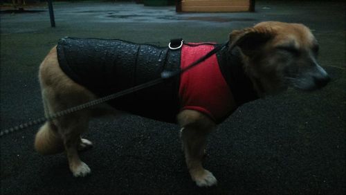 Customer photo review of Petyfy ™ Winter Jacket / Waterproof (Lifetime Warranty)