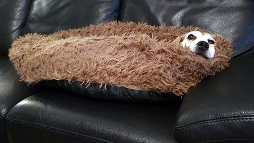 Customer photo review of FluffyBed™ - Gemütliches Haustierbett