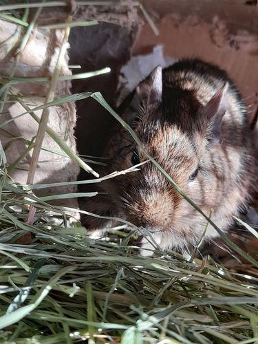Customer photo review of Meadow Hay Box