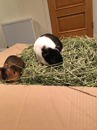 Customer photo review of Timothy Hay Box