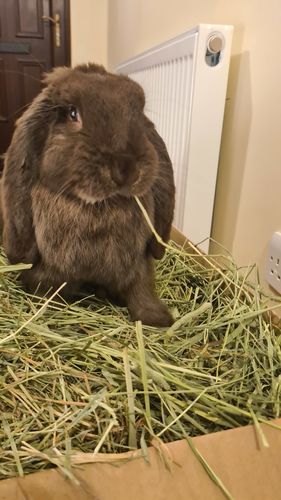 Customer photo review of Timothy Hay Box