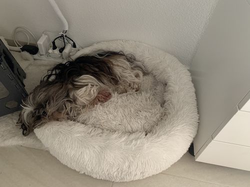 Customer photo review of FluffyBed™ - Gemütliches Haustierbett