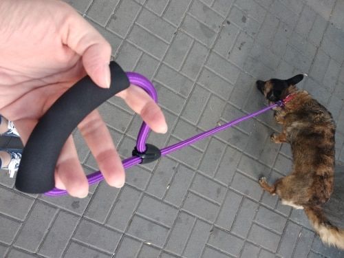 Customer photo review of Petyfy ™ Premium Nylon Leash