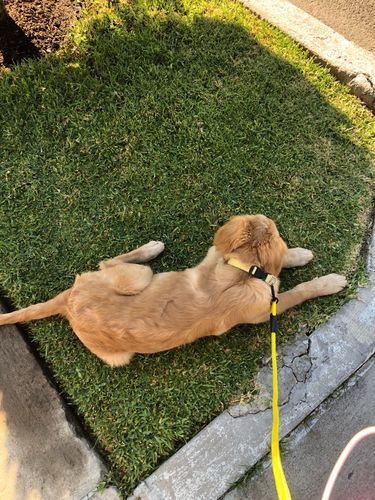 Customer photo review of Petyfy ™ Premium Nylon Leash