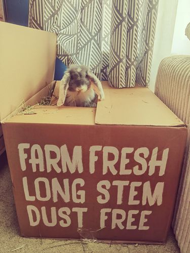 Customer photo review of Timothy Hay Box