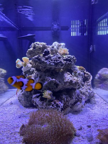 Customer photo review of One