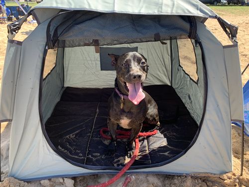 Customer photo review of Pop N' Go® Pets
