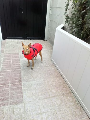Customer photo review of Petyfy ™ Waterproof Jacket + Nylon Leash for FREE!