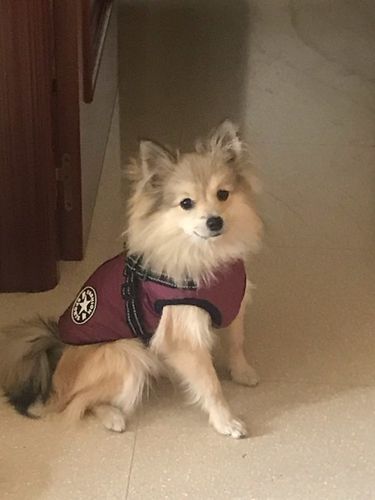 Customer photo review of Petyfy ™ Waterproof Jacket + Nylon Leash for FREE!