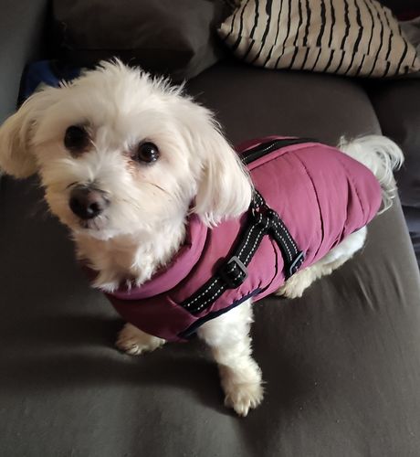 Customer photo review of Petyfy ™ Waterproof Jacket + Nylon Leash for FREE!