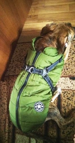Customer photo review of Petyfy ™ Waterproof Jacket + Nylon Leash for FREE!