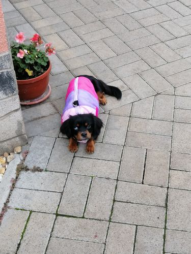 Customer photo review of Petyfy™ Dog Vest for Small Dogs