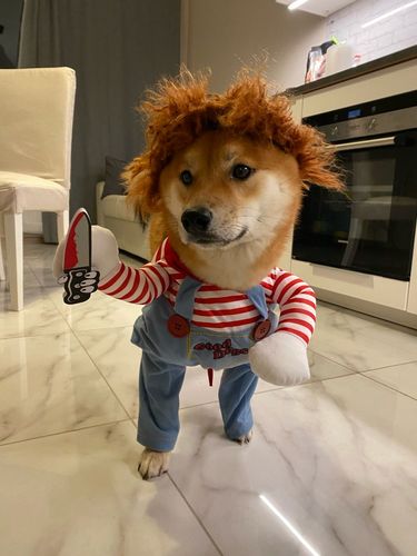 Customer photo review of Shiba Inu Halloween Costume