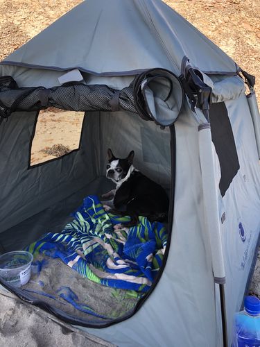 Customer photo review of Pop N' Go® Pets