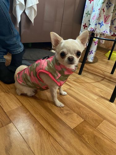Customer photo review of Petyfy™ Dog Vest for Small Dogs