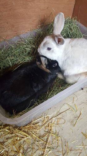 Customer photo review of Meadow Hay Box