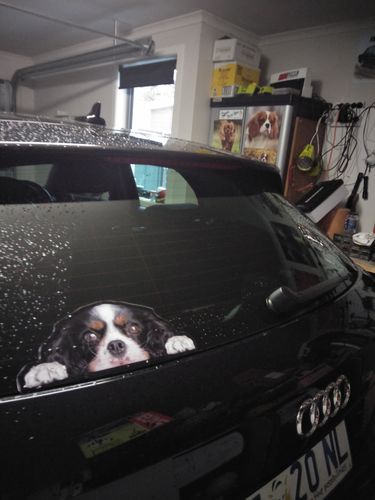 Customer photo review of Can You See Me Now - Cavalier King Charles Spaniel Car/ Door/ Fridge/ Laptop Sticker V1