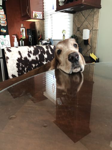 Customer photo review of Grain & Gluten-Free Gingerbread Biscuit Dog Treats