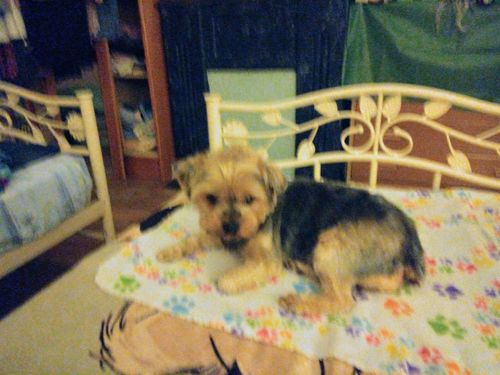 Customer photo review of Peigne de Toilettage Professionnel PuppySafe™