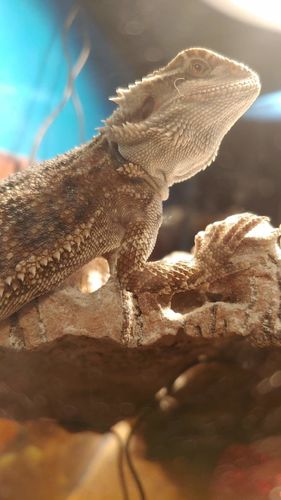 Customer photo review of GrubTerra Fresh Black Soldier Fly Larvae for Reptiles