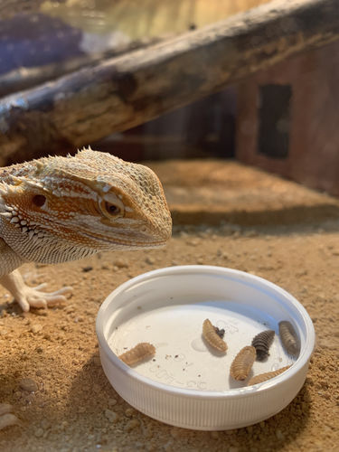 Customer photo review of GrubTerra Fresh Black Soldier Fly Larvae for Reptiles