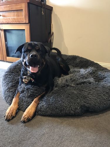 Customer photo review of King Size Calming Bed (Improved Design)