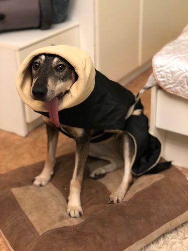 Customer photo review of Casaco / Blusão Quente e Impermeável para Cães Médios e Grandes