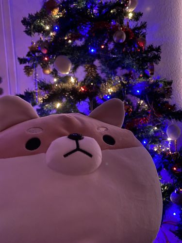 Customer photo review of Chonky Angery Boi The Angry Shiba Pillow