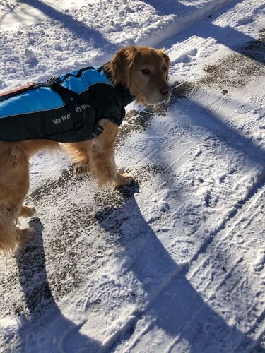 Customer photo review of Petyfy ™ Waterproof Jacket (Lifetime Warranty)