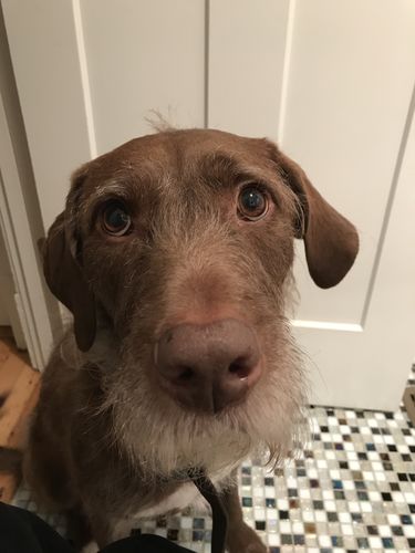 Customer photo review of Tris Ear Flush Antiseptic Ear Cleaning Solution for Dogs & Cats - 12 oz