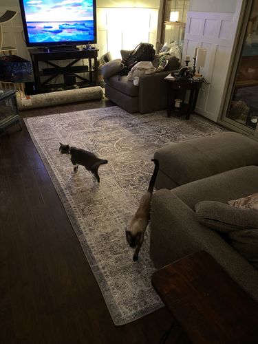 Customer photo review of Distressed Vintage Kendra Ash Area Rug