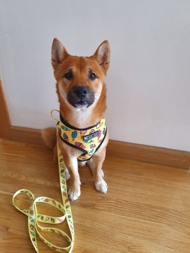 Customer photo review of Peitoral e Trela a condizer para Cães de Raças Pequenas e Médias