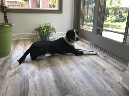 Customer photo review of Grain & Gluten-Free Bacon Biscuit Dog Treats